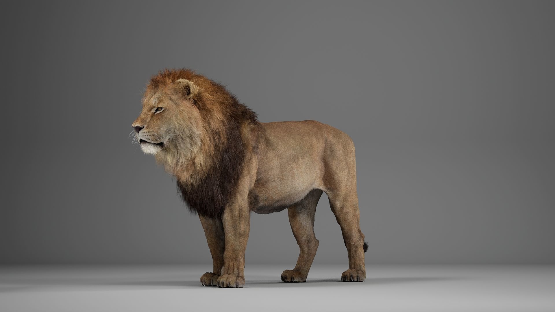 Male Lion  UE Character Asset 3D model_9