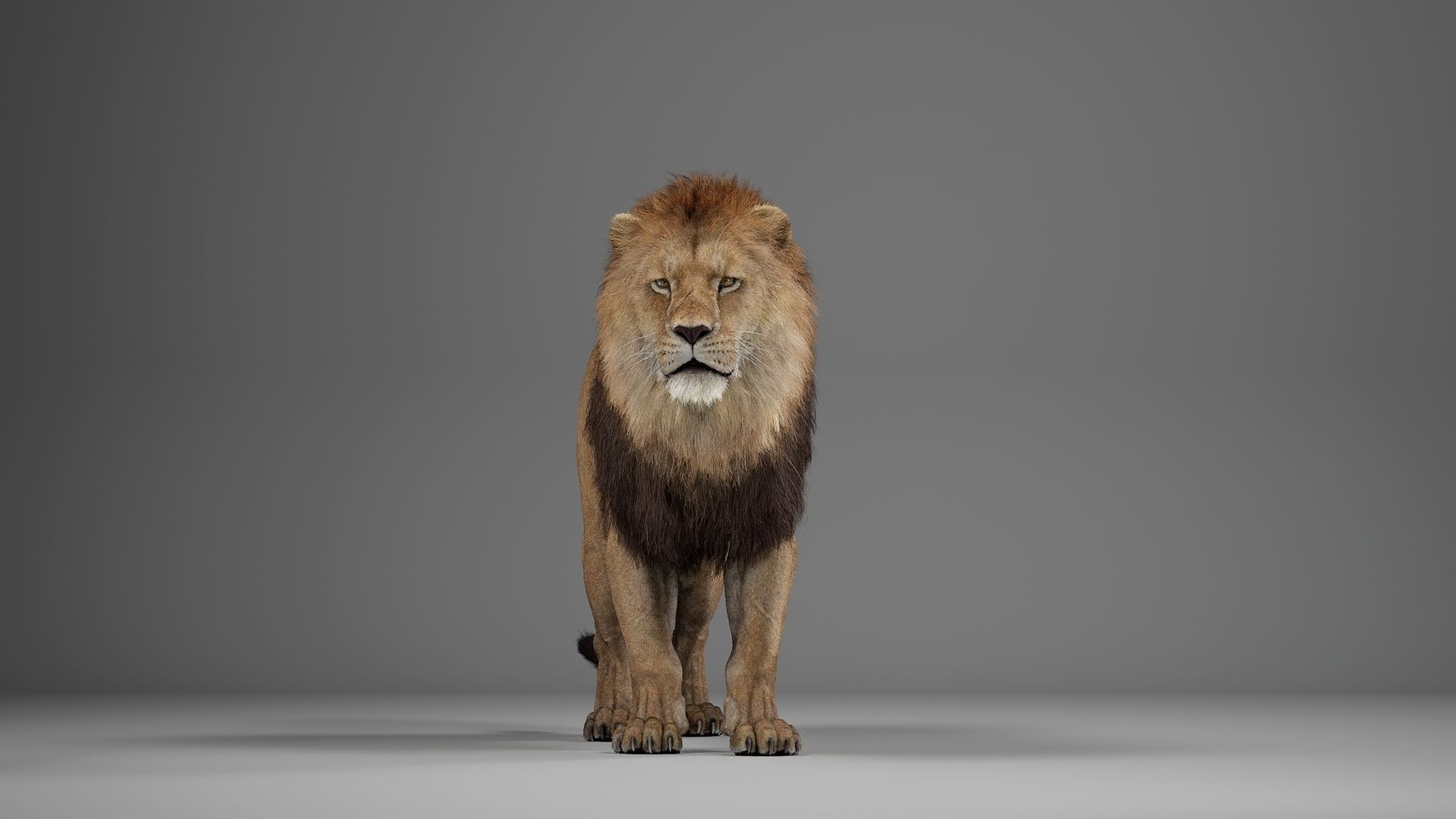 Male Lion  UE Character Asset 3D model_8