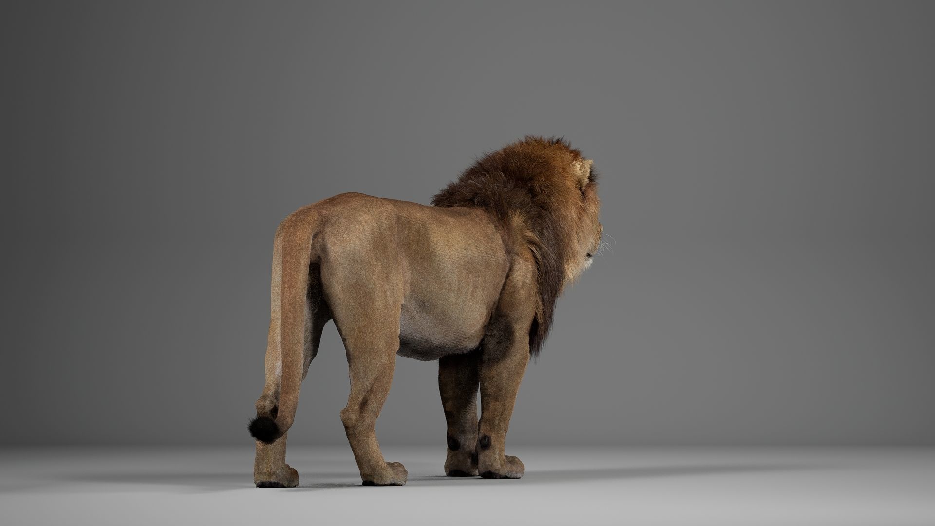 Male Lion  UE Character Asset 3D model_15