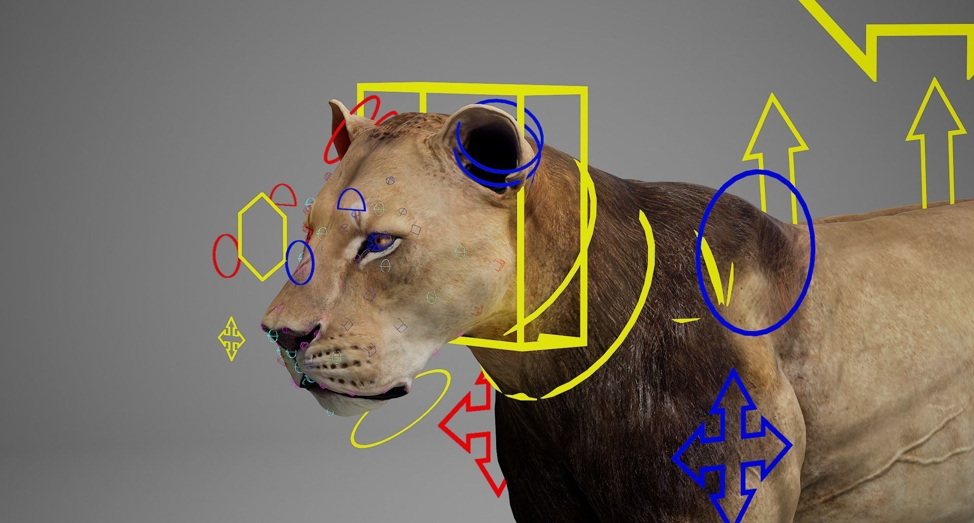 Male Lion  UE Character Asset 3D model_20