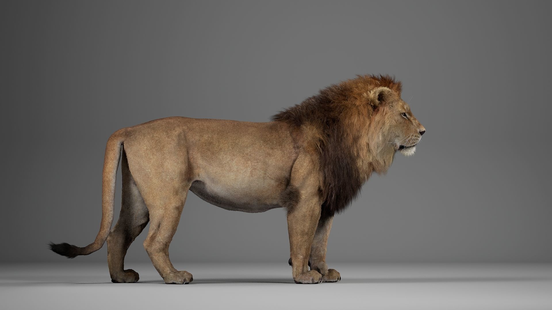 Male Lion  UE Character Asset 3D model_14