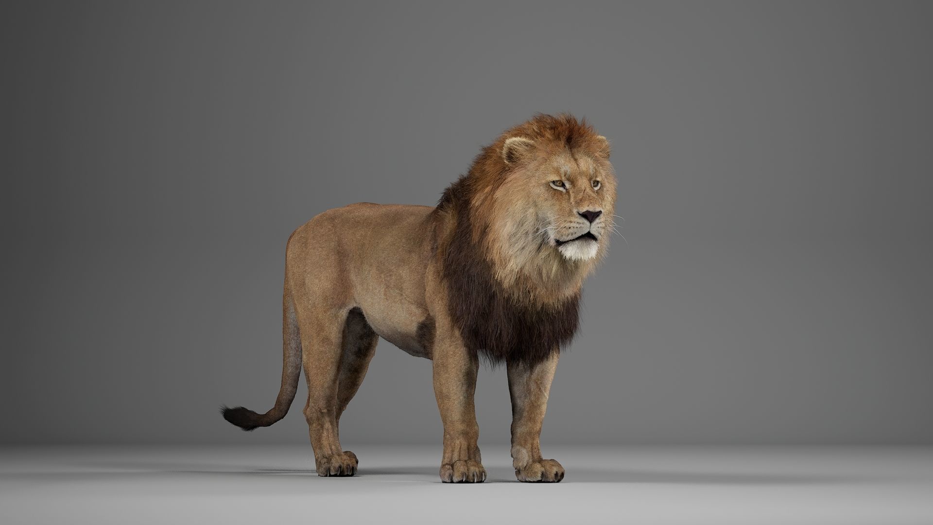 Male Lion  UE Character Asset 3D model_13