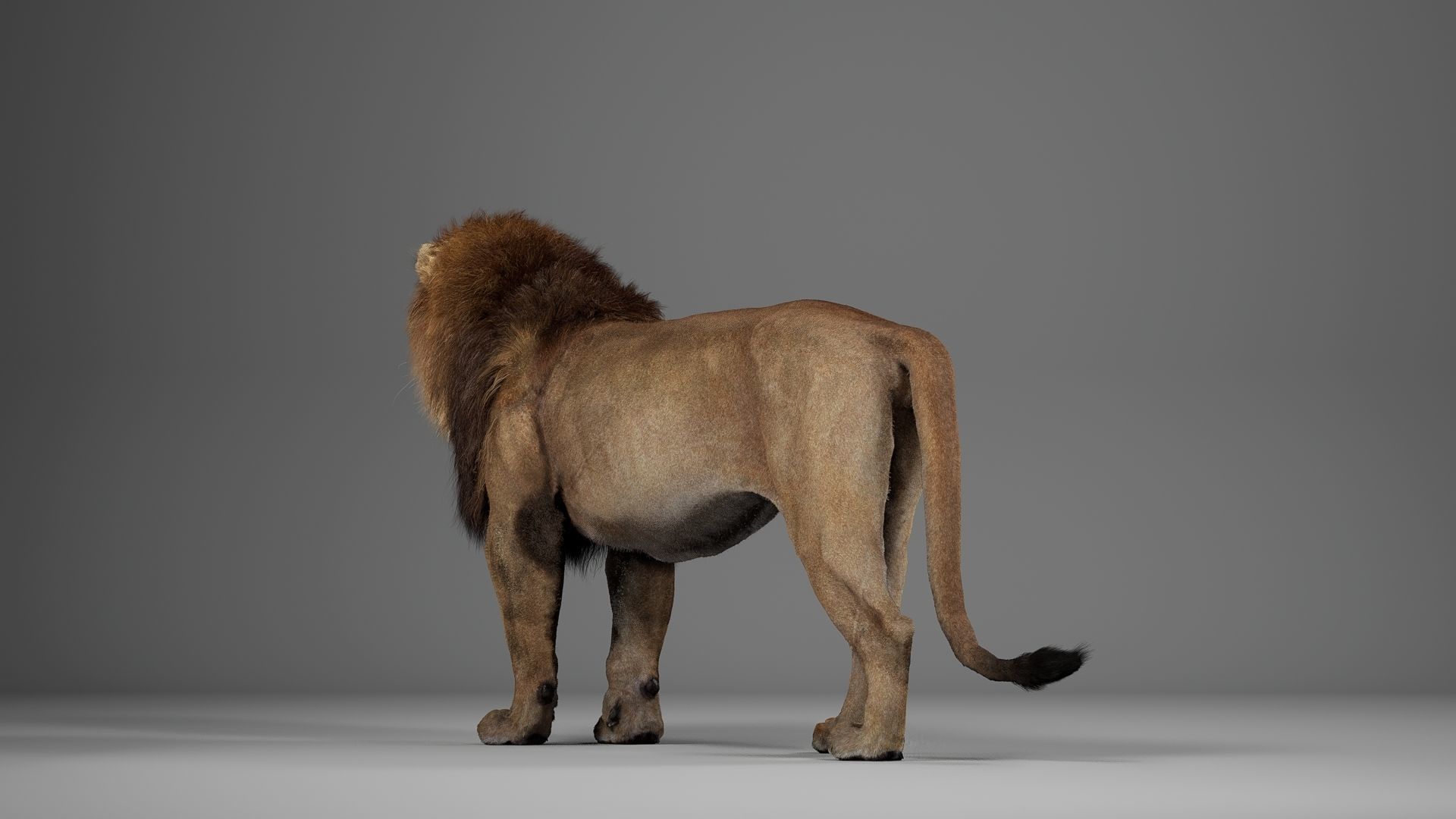 Male Lion  UE Character Asset 3D model_11