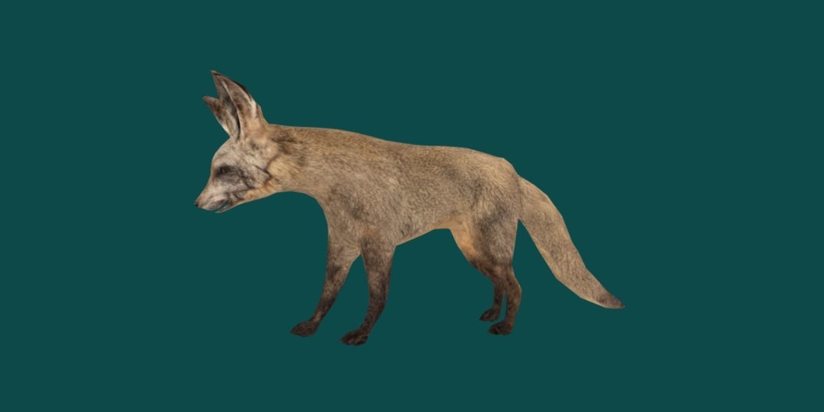 Bat Eared Fox Animal  Low-poly 3D model_14