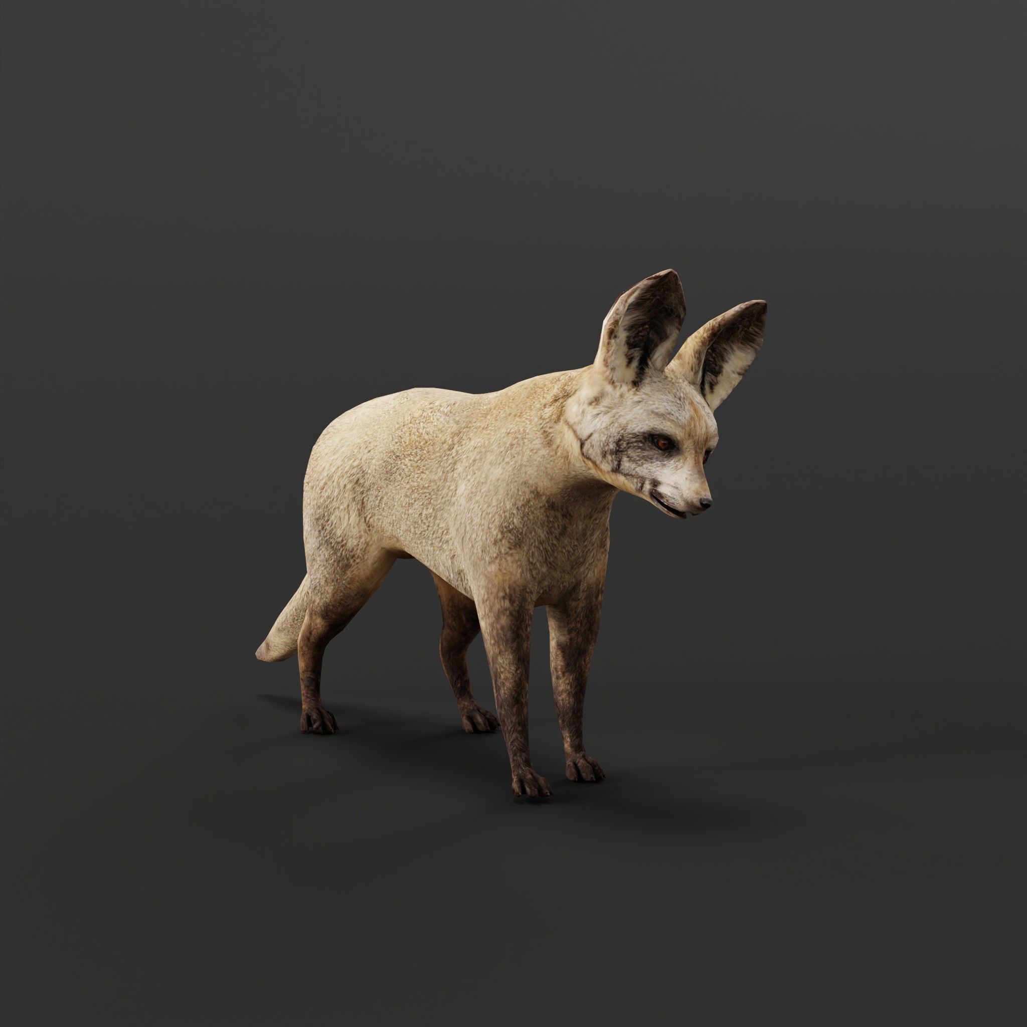 Bat Eared Fox Animal  Low-poly 3D model_7