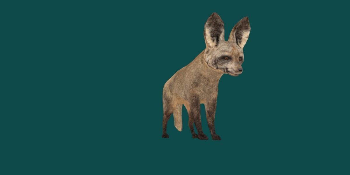 Bat Eared Fox Animal  Low-poly 3D model_15