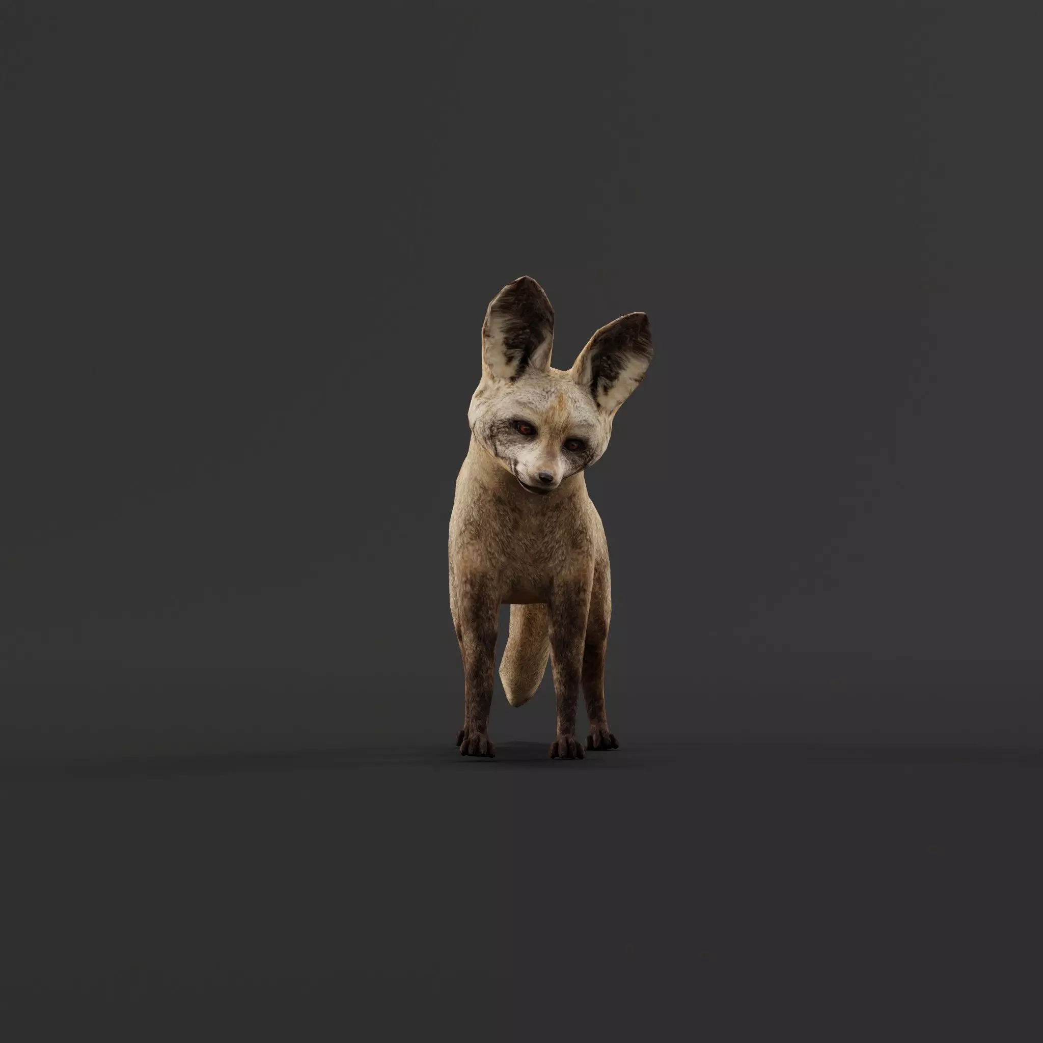 Bat Eared Fox Animal  Low-poly 3D model_0