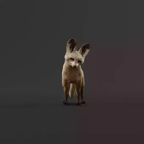 Bat Eared Fox Animal  Low-poly 3D model