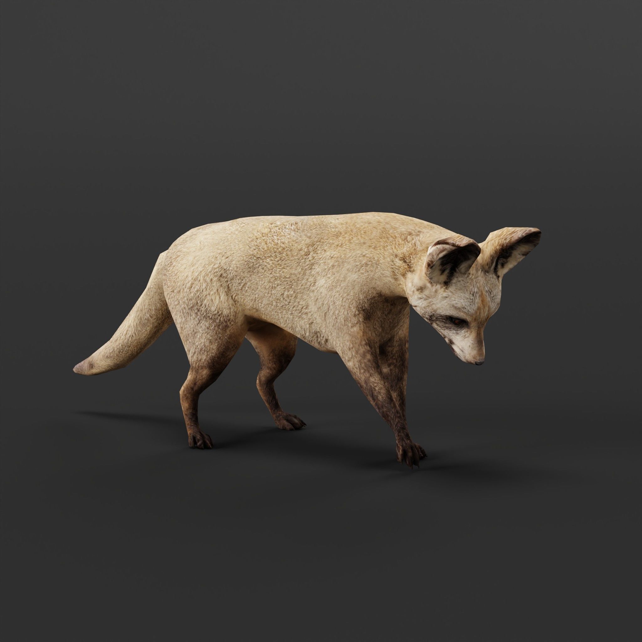 Bat Eared Fox Animal  Low-poly 3D model_5