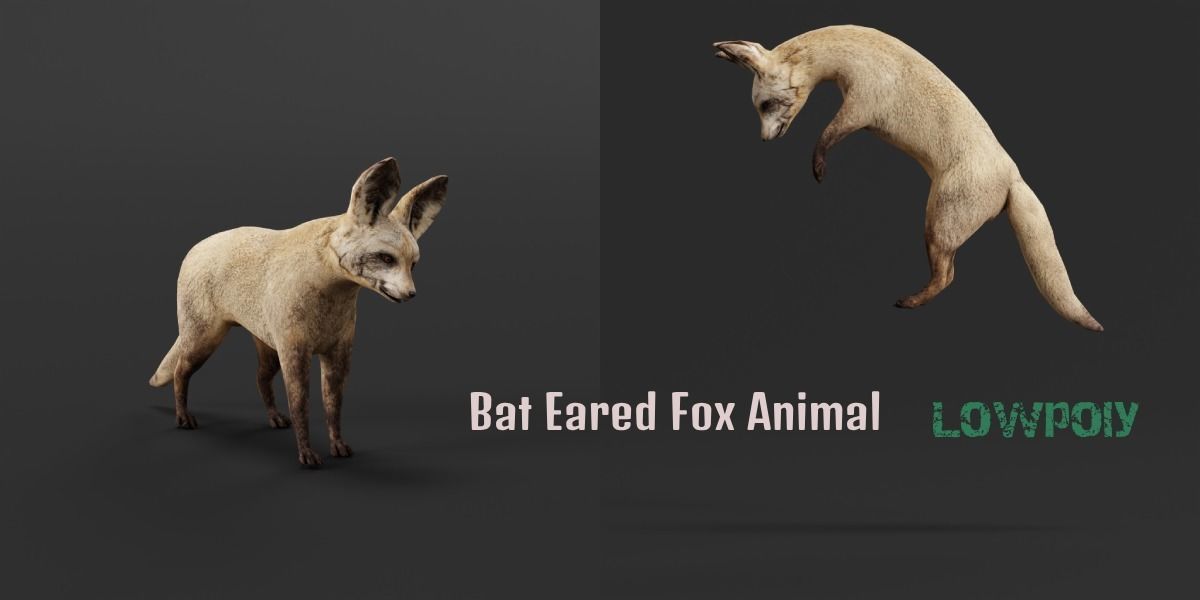 Bat Eared Fox Animal  Low-poly 3D model_2