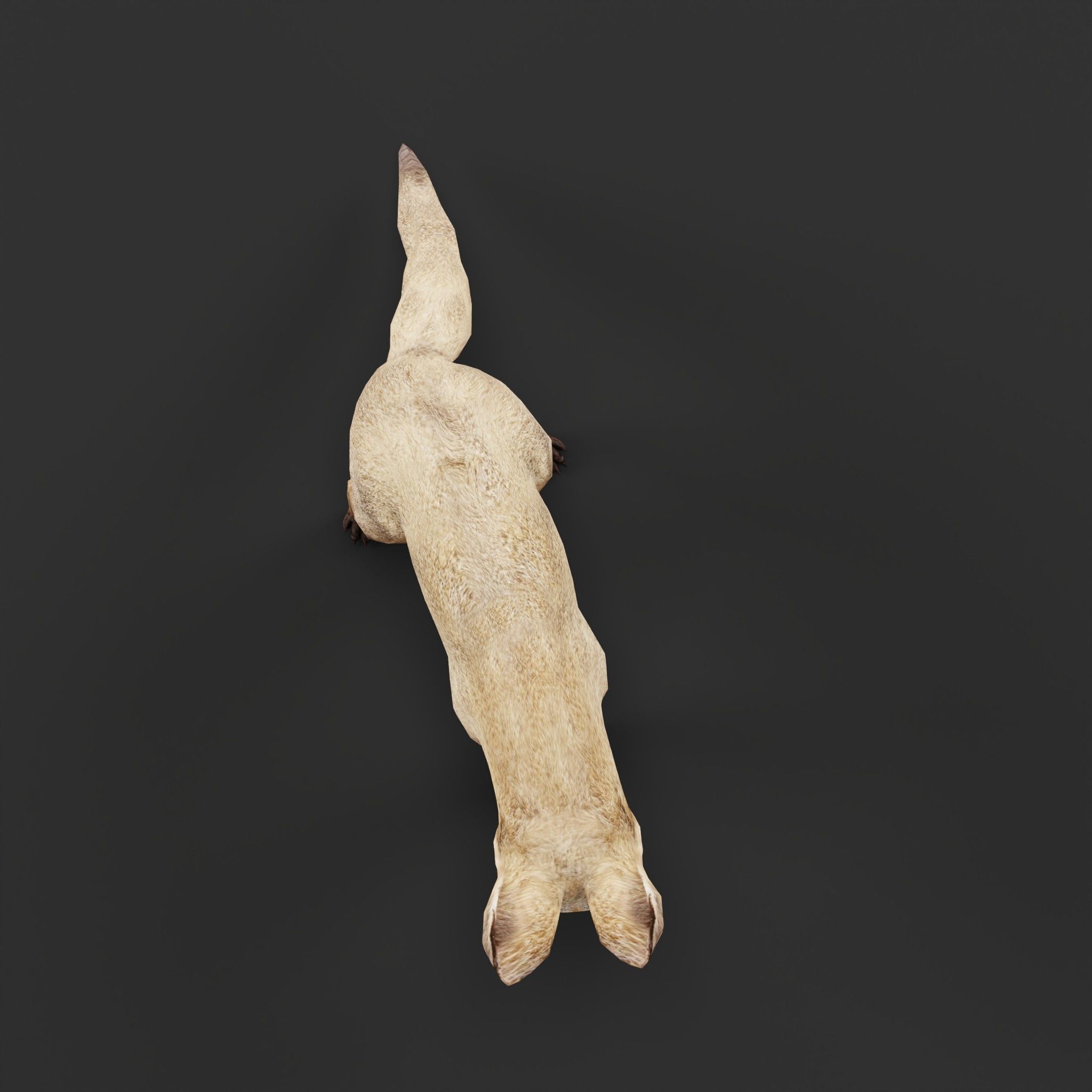 Bat Eared Fox Animal  Low-poly 3D model_6