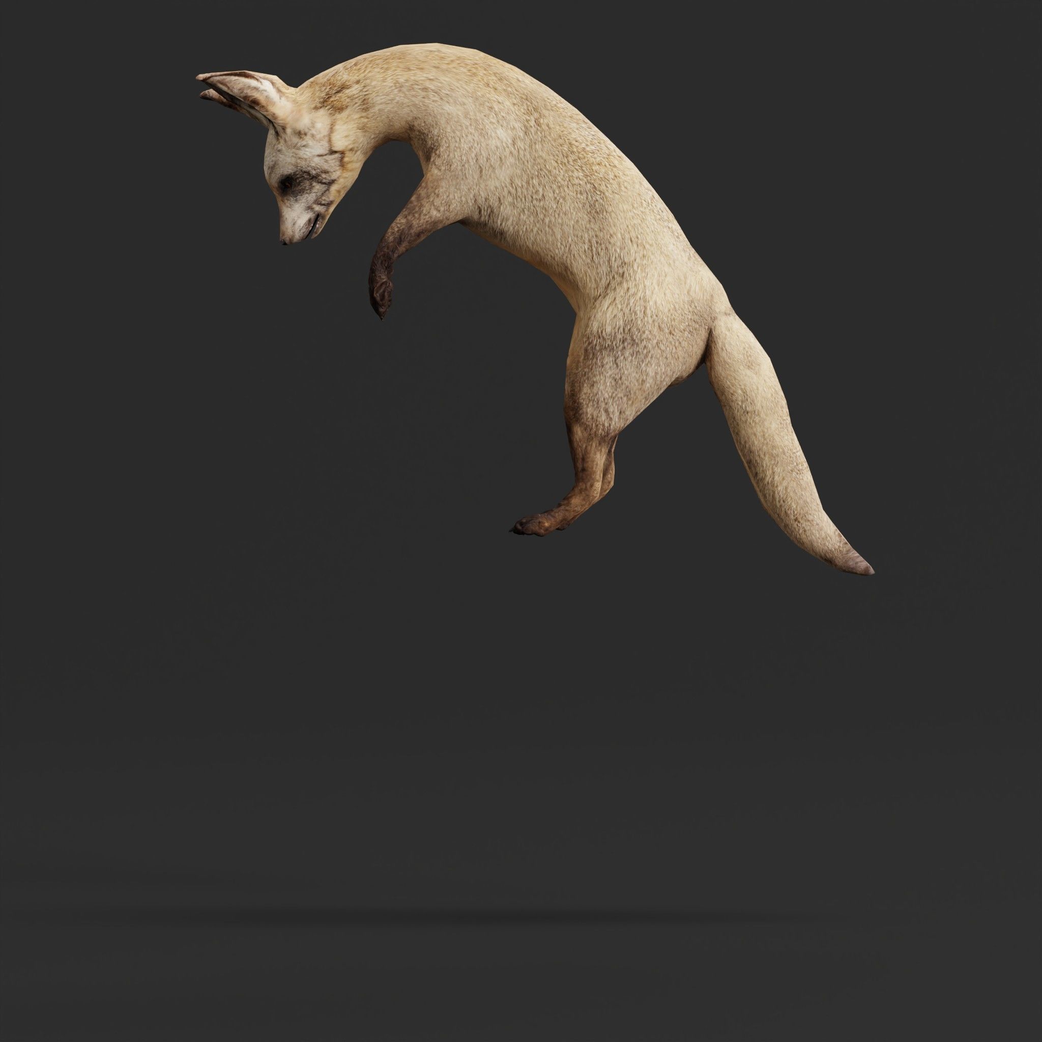 Bat Eared Fox Animal  Low-poly 3D model_3