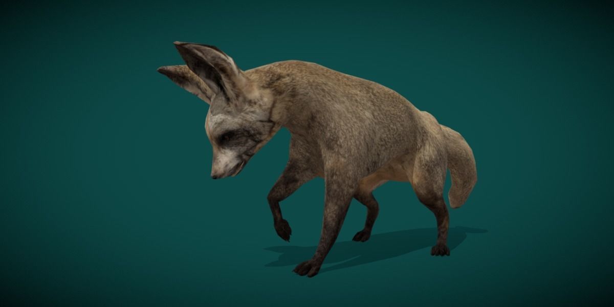 Bat Eared Fox Animal  Low-poly 3D model_12