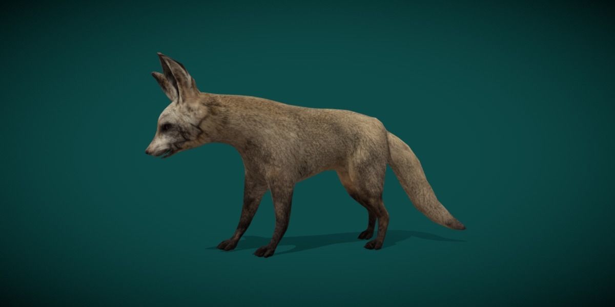 Bat Eared Fox Animal  Low-poly 3D model_21