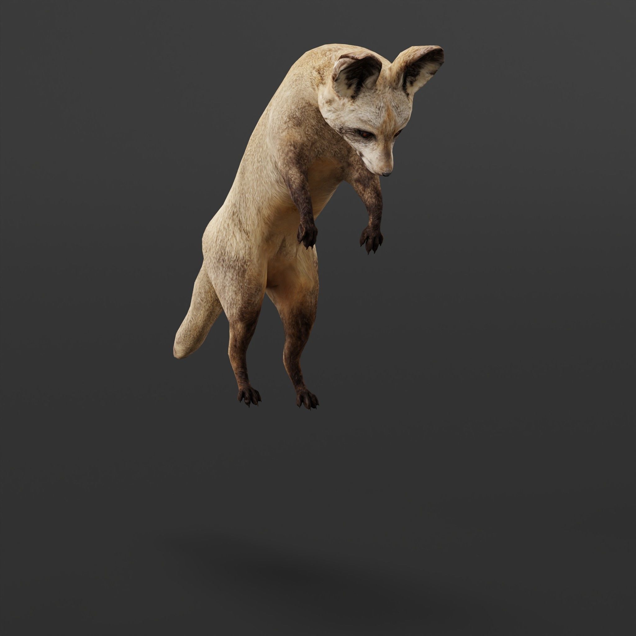 Bat Eared Fox Animal  Low-poly 3D model_4