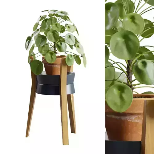 Pilea Peperomioides Wood Stand 3D model