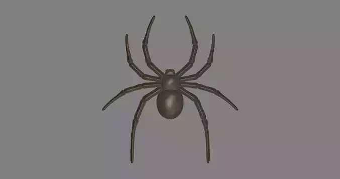 Spider