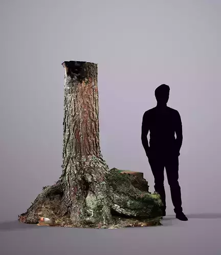 Karelian Pine 03 Raw Scan