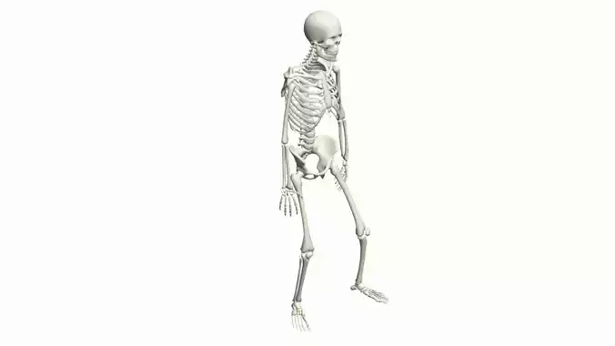 Skeleton Rigged 3D Dance Animation 