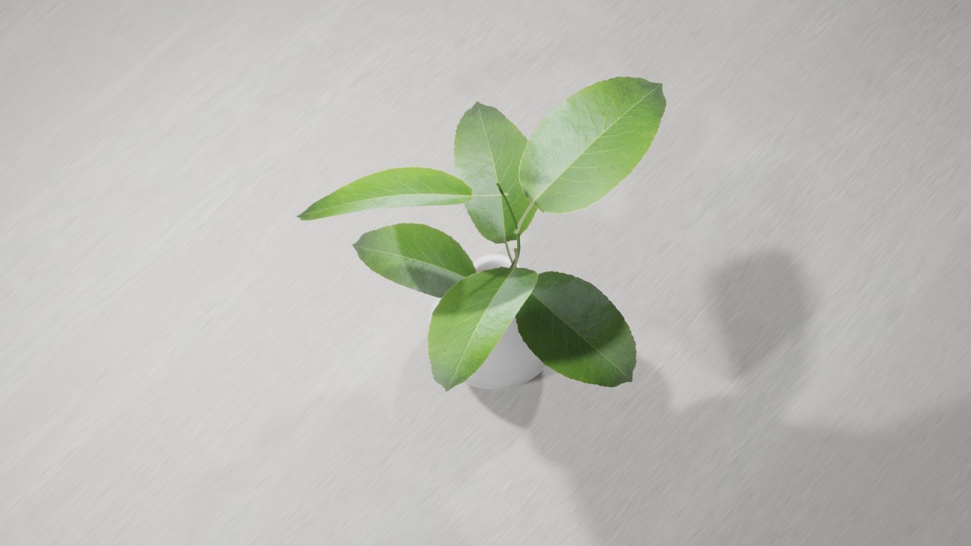 Decorative Plants 3D model_4