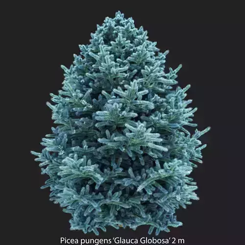 Blue spruce - Picea Pungens Glauca Globosa 2m