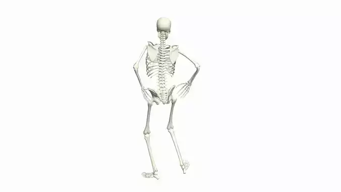 Skeleton Rigged 3D Dance Animation 3D model
