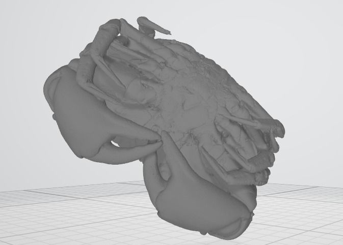 Lobster - 3d scan 3D print model_5