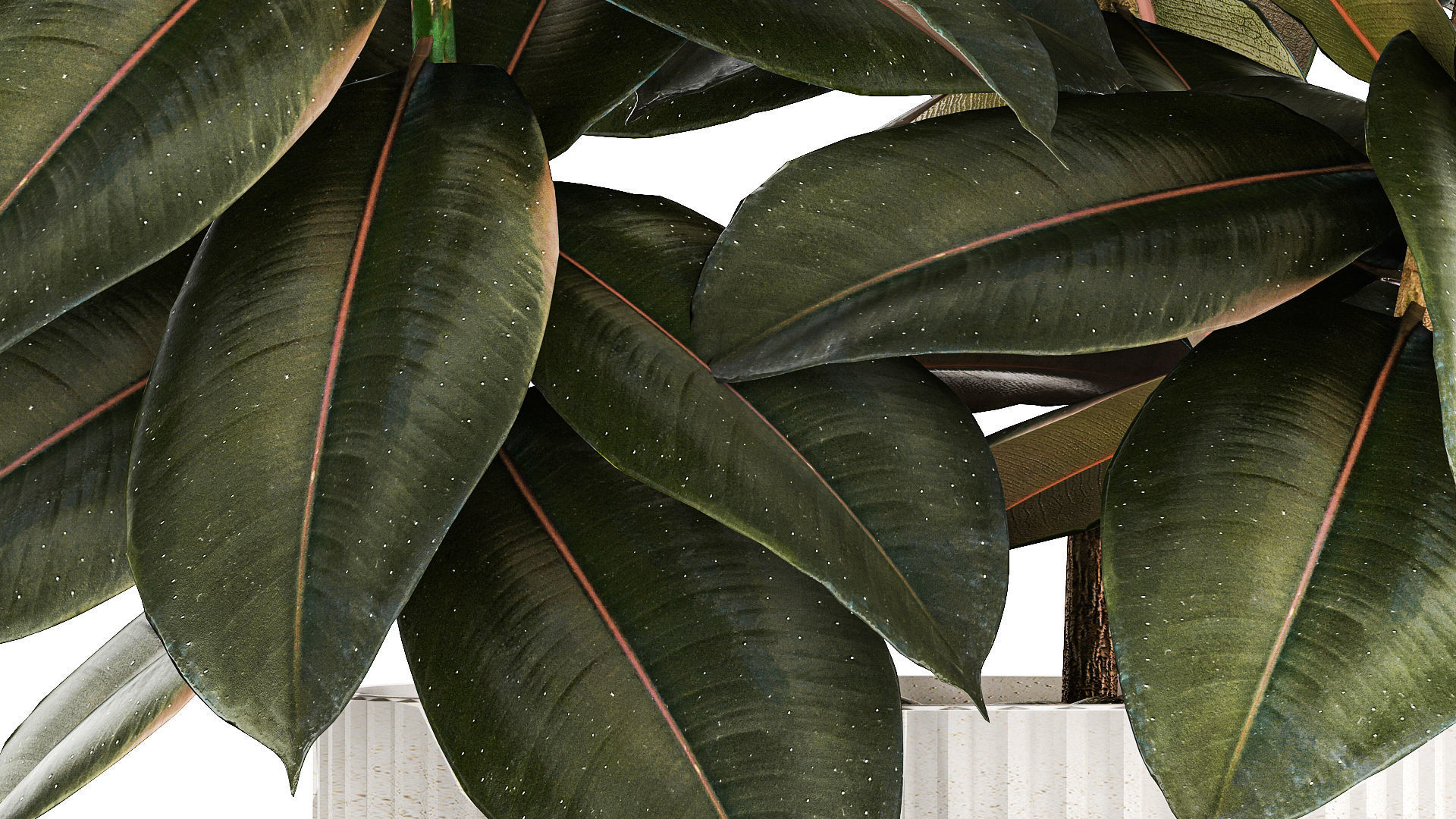 Small tree in a modern white pot Ficus elastica 1466 3D model_5