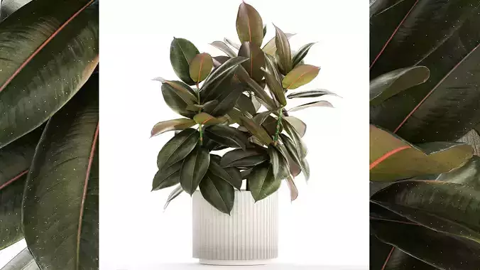 Small tree in a modern white pot Ficus elastica 1466