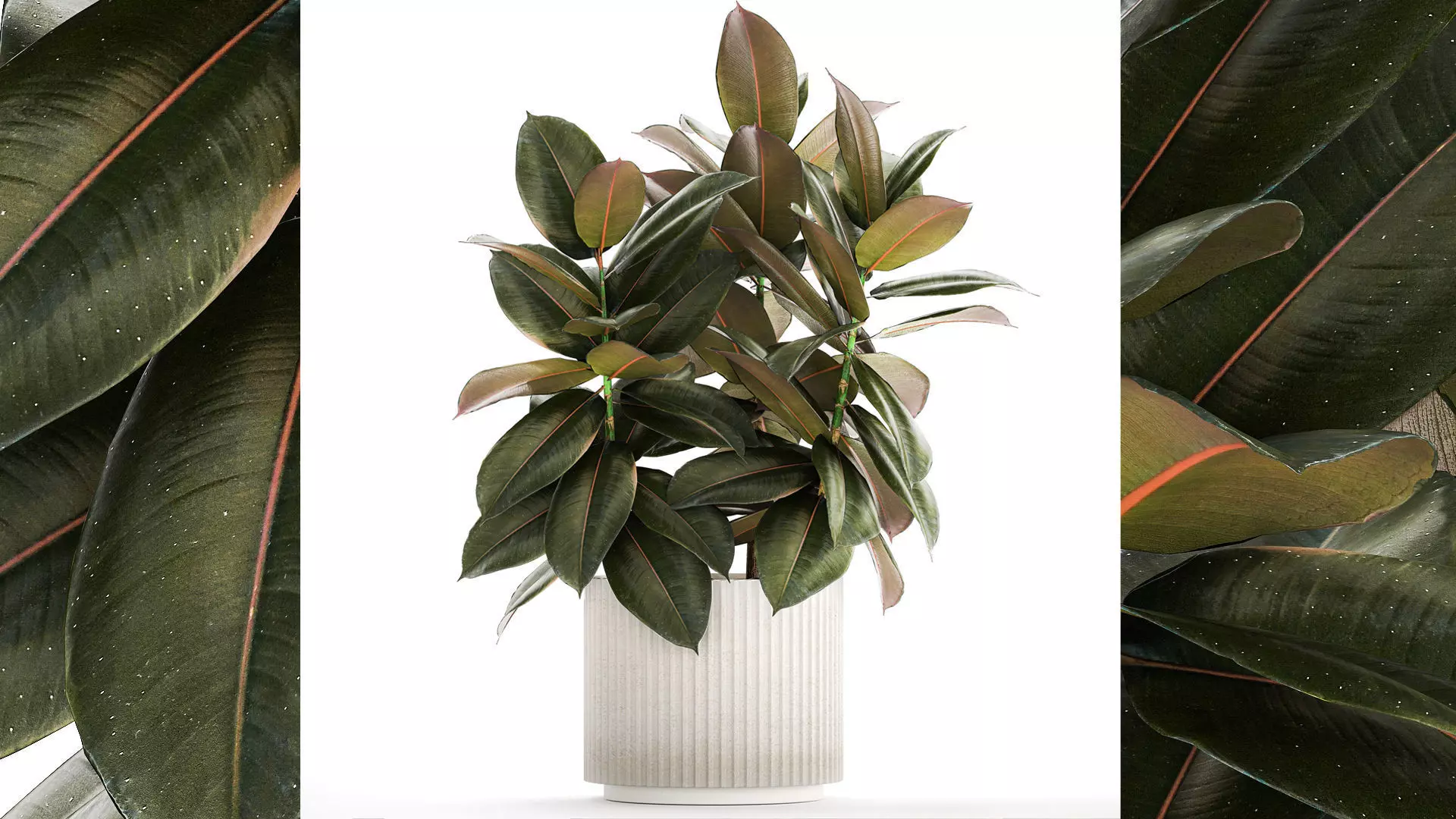 Small tree in a modern white pot Ficus elastica 1466 3D model_0