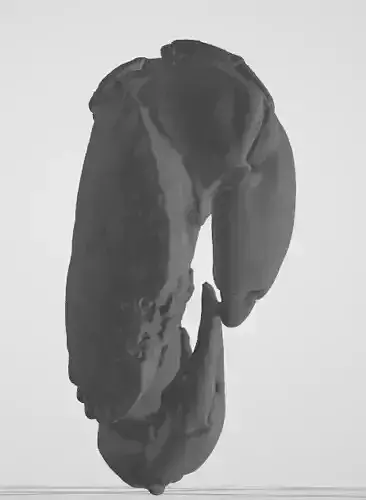 Crab - 3d scan