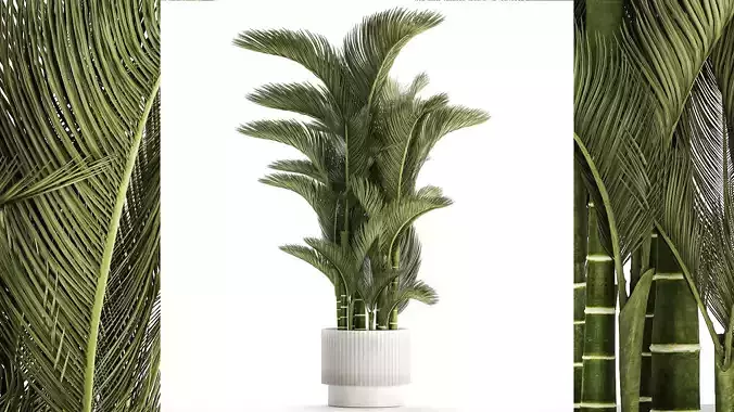 Small Indoor Palm White Pot Dypsis Cyrtostachys 1467