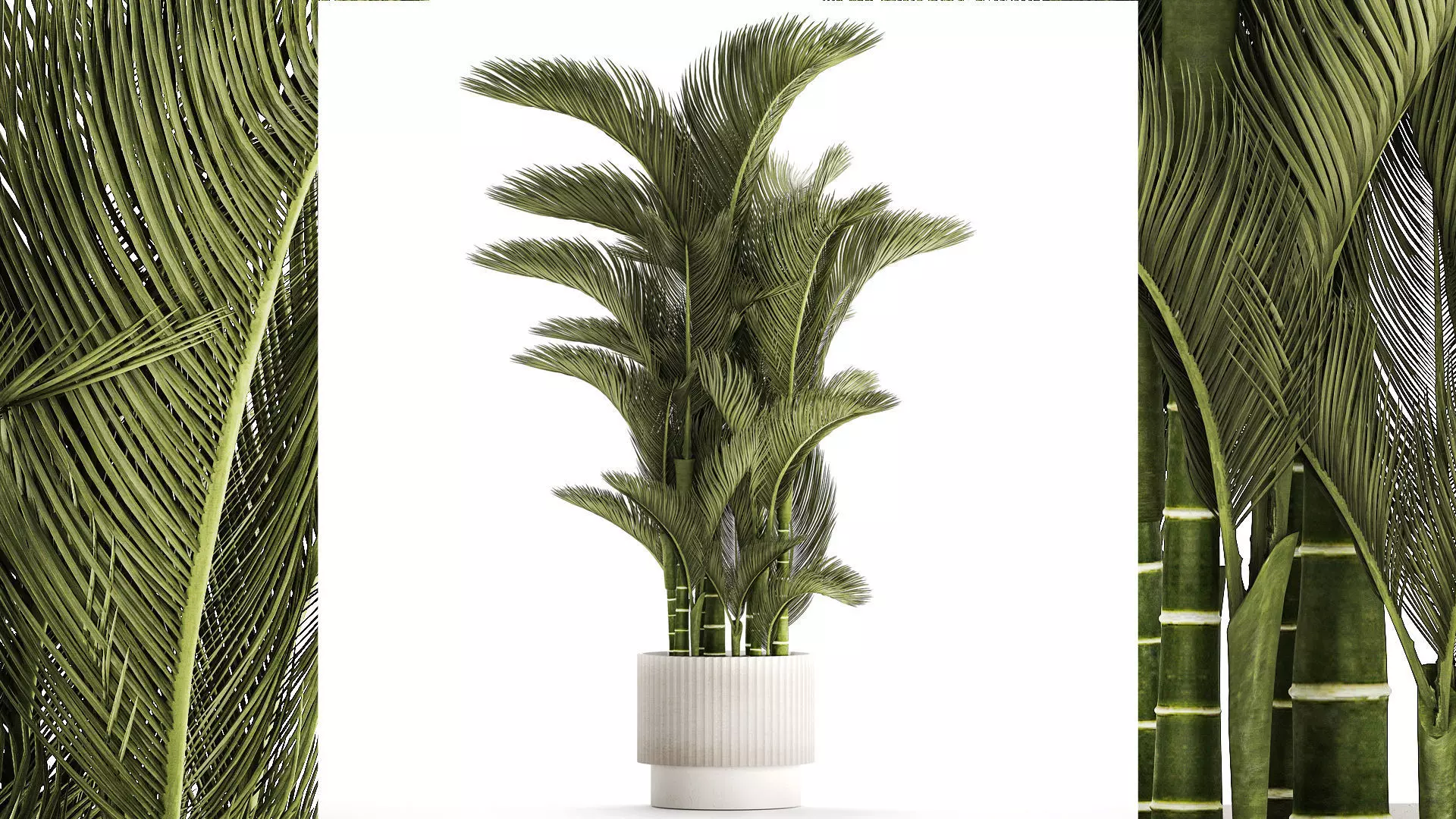 Small Indoor Palm White Pot Dypsis Cyrtostachys 1467 3D model