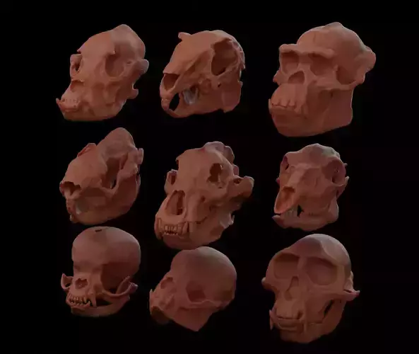 Pack Skull of animals