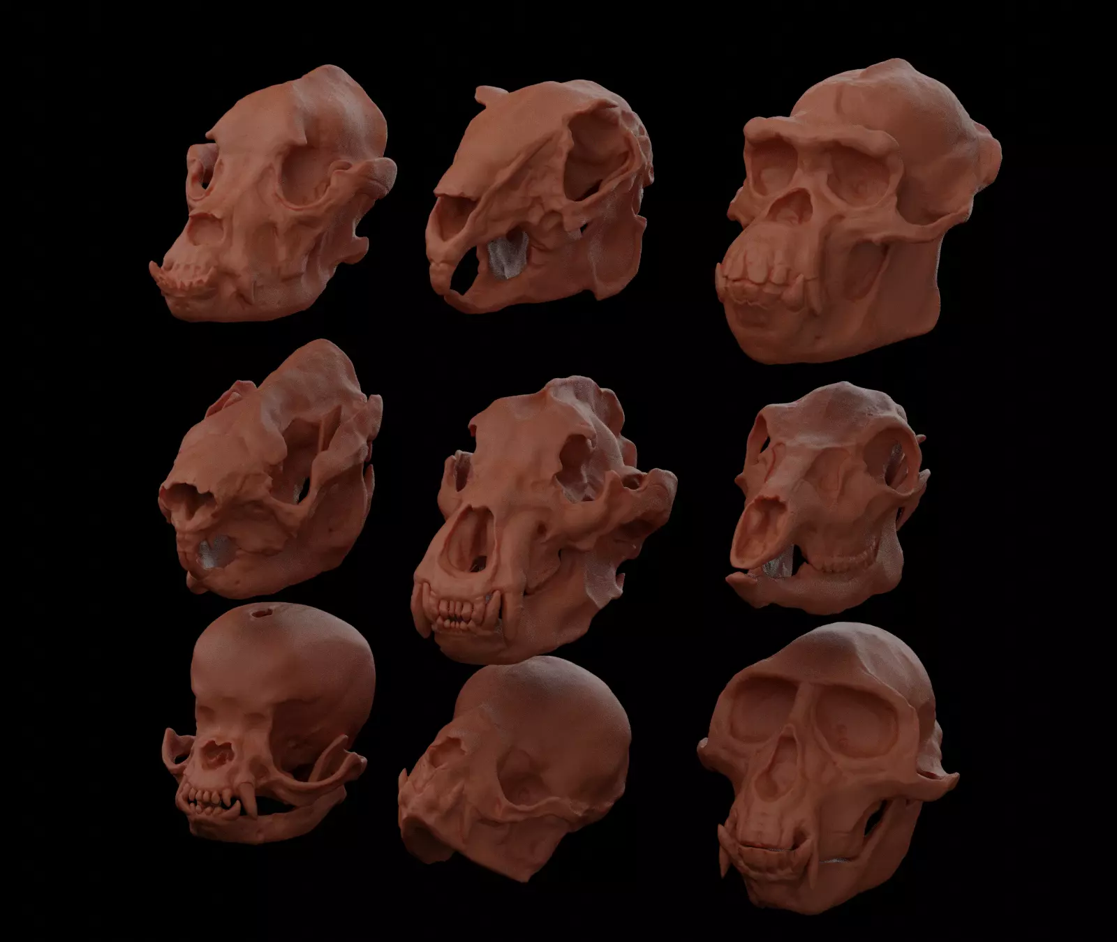 Pack Skull of animals 3D print model