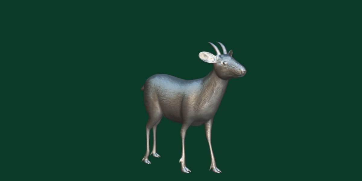 Duiker Brown Antelope Animal Low-poly 3D model_4