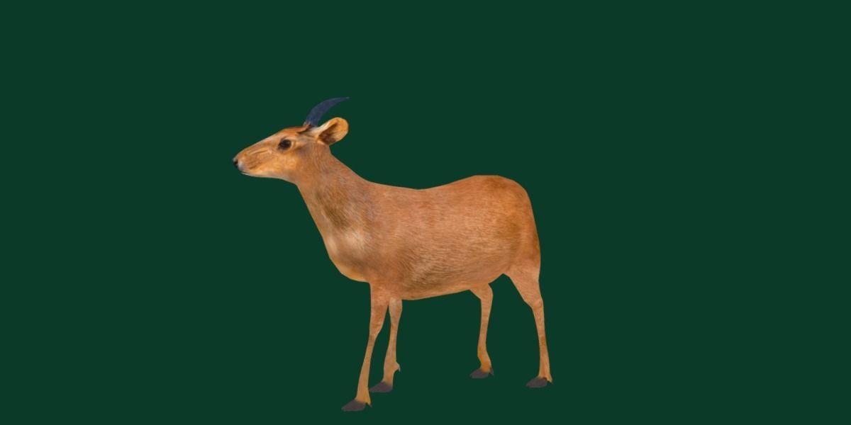 Duiker Brown Antelope Animal Low-poly 3D model_15