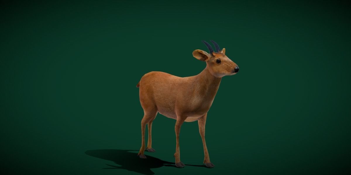 Duiker Brown Antelope Animal Low-poly 3D model_16