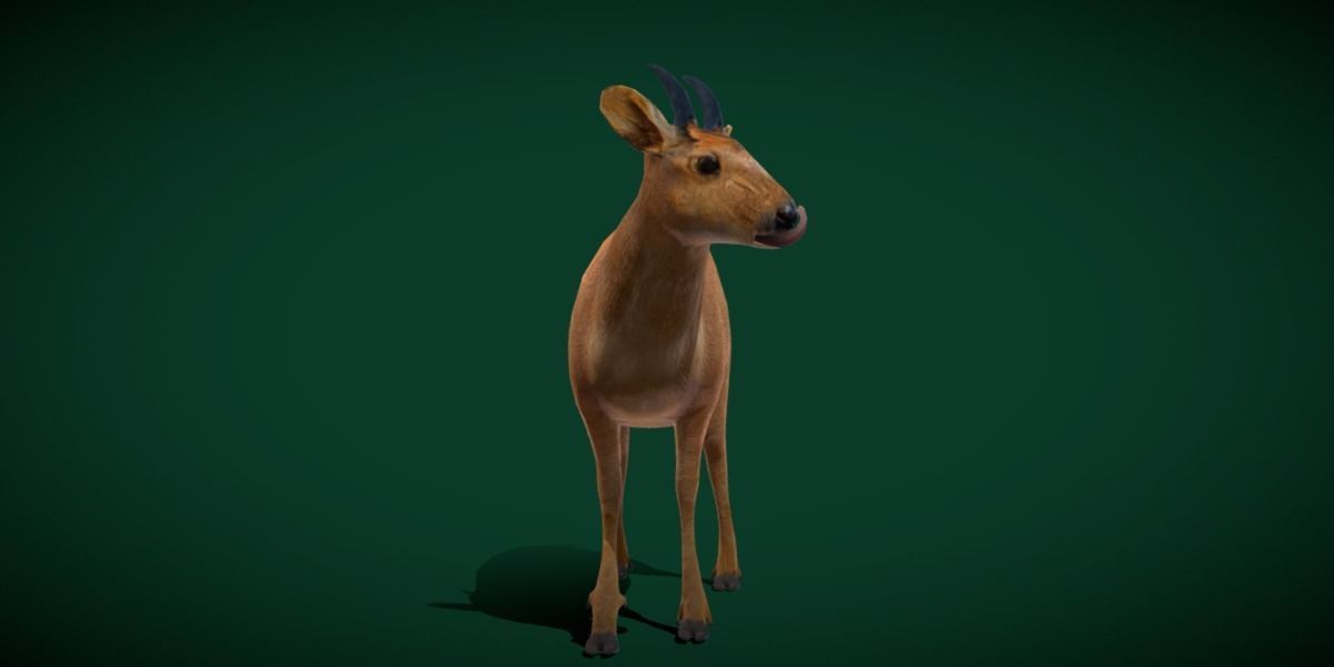 Duiker Brown Antelope Animal Low-poly 3D model_20