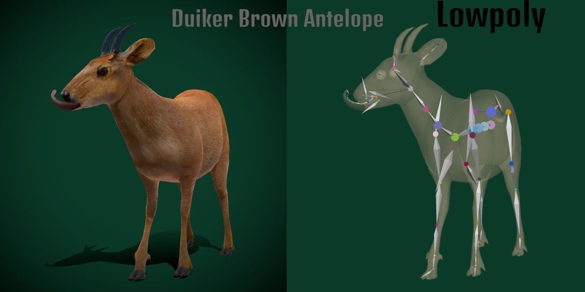 Duiker Brown Antelope Animal Low-poly 3D model_21