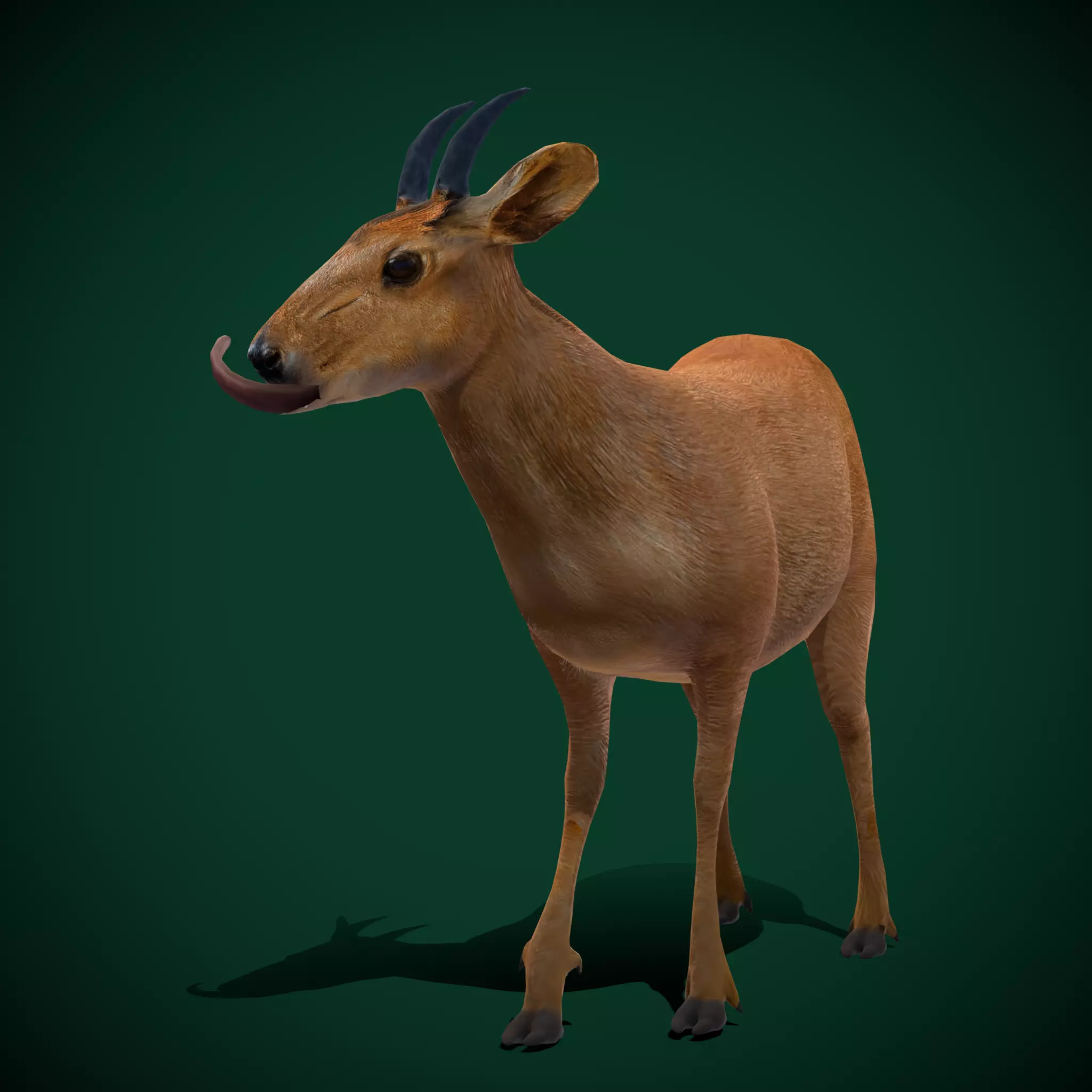 Duiker Brown Antelope Animal Low-poly 3D model_0