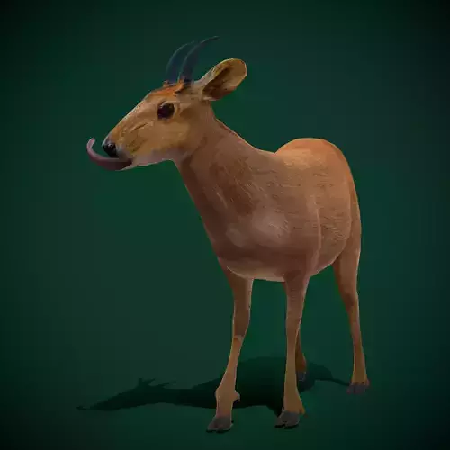 Duiker Brown Antelope Animal