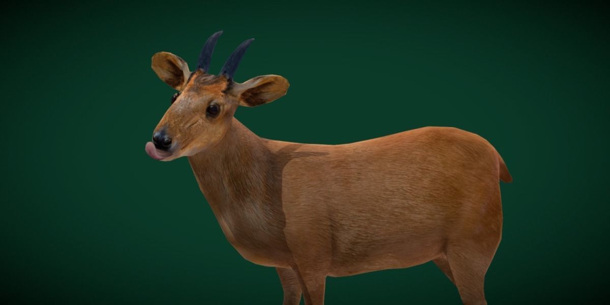 Duiker Brown Antelope Animal Low-poly 3D model_2