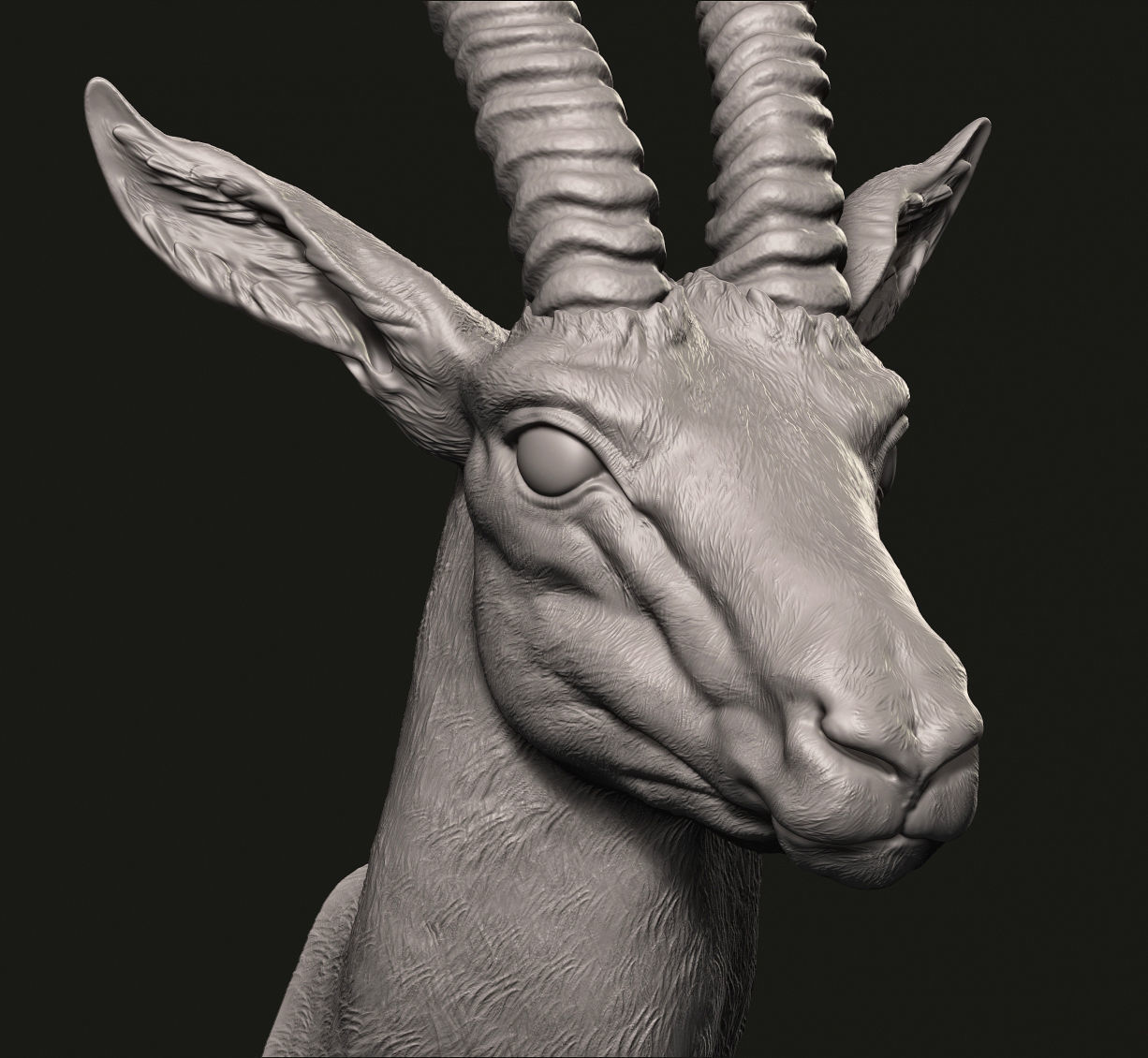 Gazelle head 3D print model_5