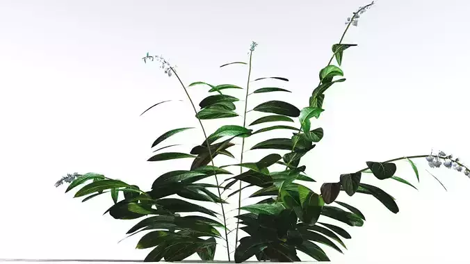 EVERYPlant Native Ginger LowPoly 3 --15 Models-- Low-poly 3D model