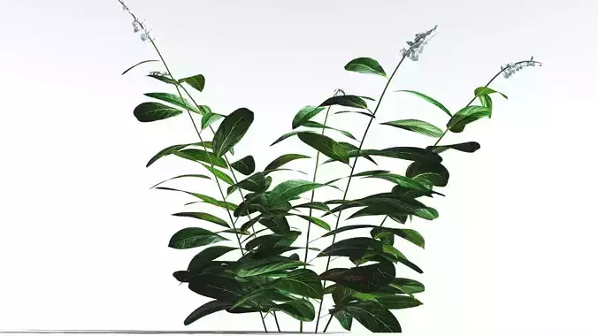 EVERYPlant Native Ginger LowPoly 4 --15 Models-- Low-poly 3D model
