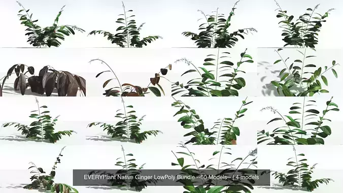 EVERYPlant Native Ginger LowPoly Bundle --60 Models-- 3D Model Collection
