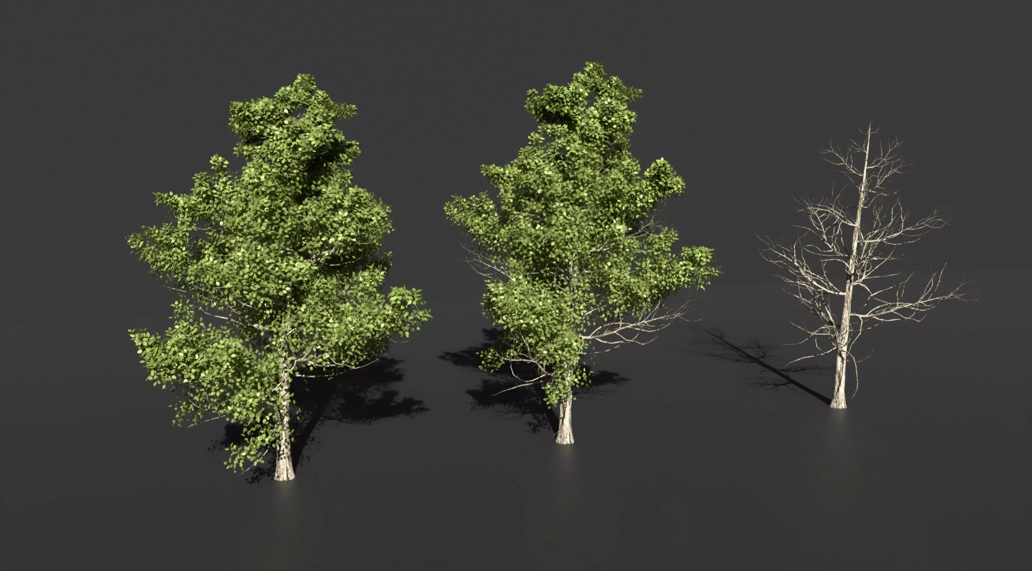 Realistic green tree  Low-poly 3D model_0