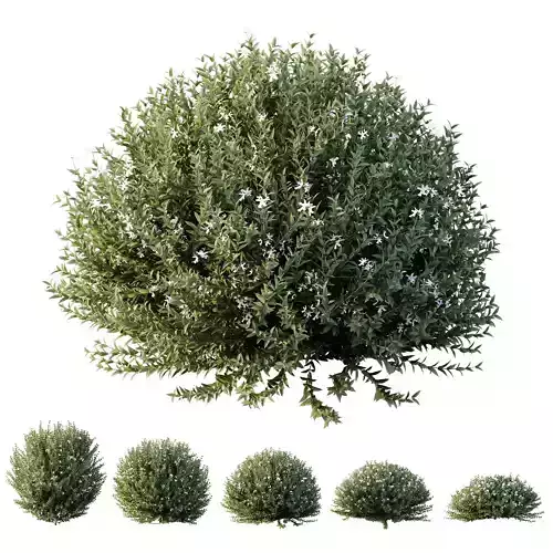 Gray Box Westringia Fruticosa Coastal Rosemary Flower Set02 3D model