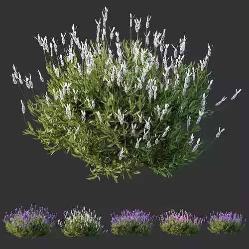 Plants Lavandula Pedunculata Atlantica Stoechas Subpedunculata 3D model